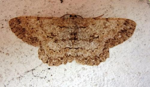 Réf. 197 041 : Hypomecis punctinalis